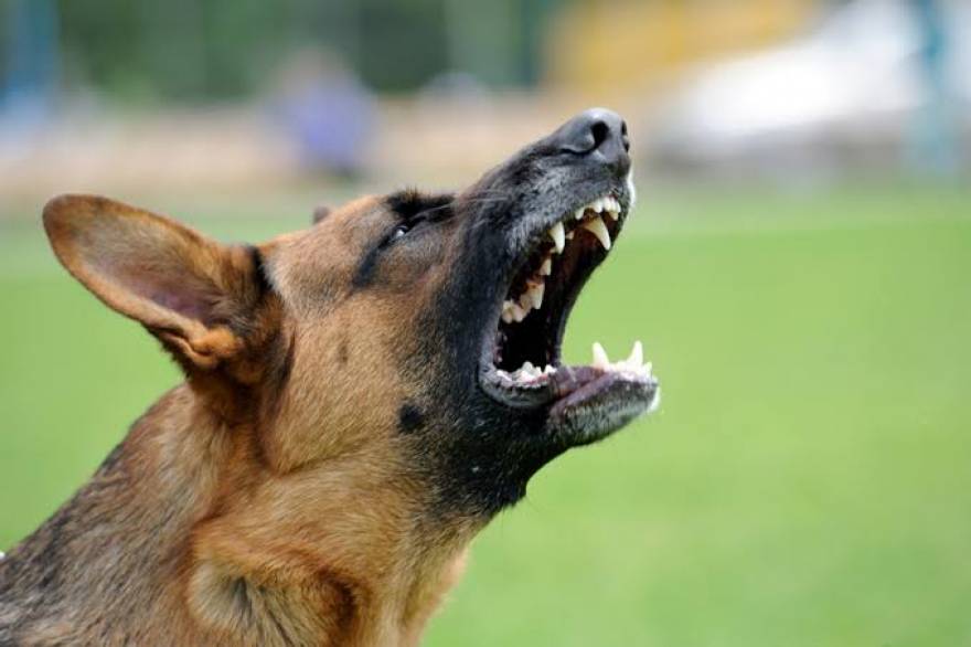 Horror en Máximo Paz: una mujer perdió un brazo tras ser atacada por tres perros